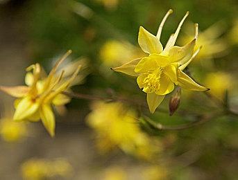 重磅！《命运2》普通话配音将与光陨之秋同步上线